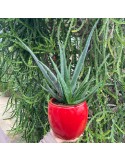 ALOE vera