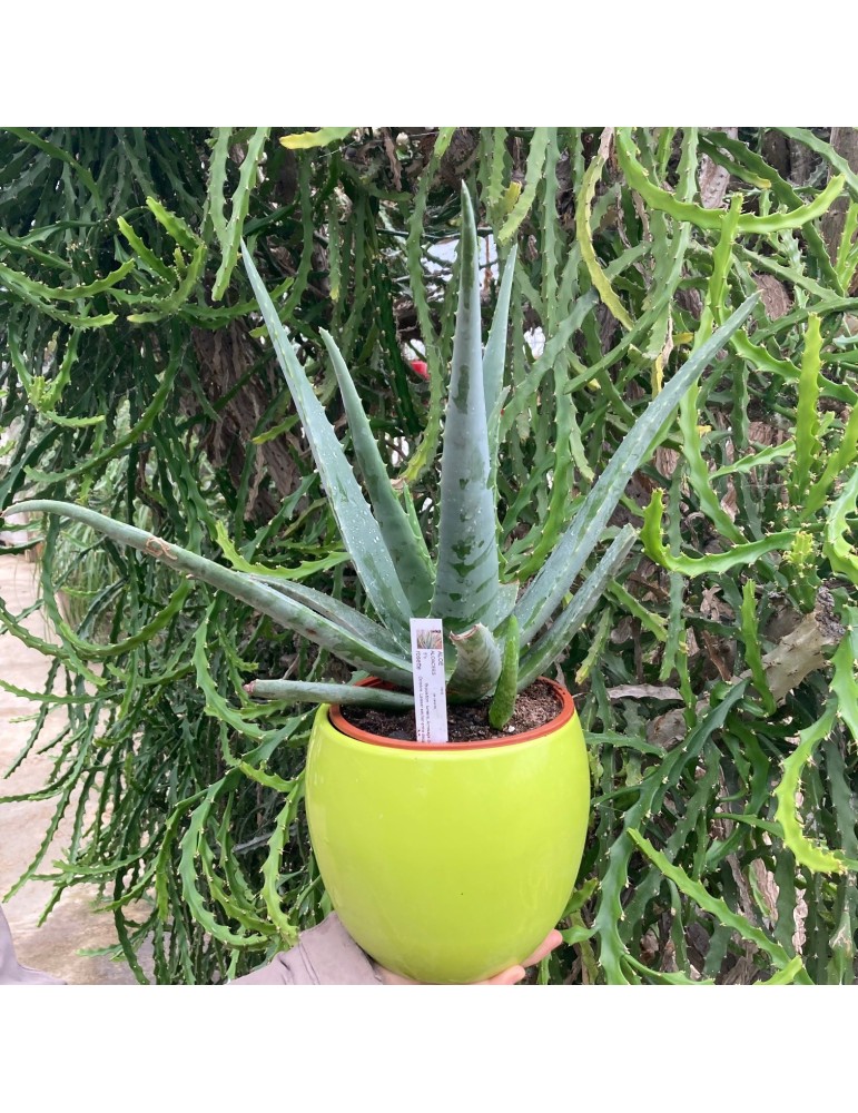 Aloe Vera Plante Pris