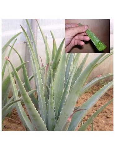 ALOE vera avec cache pot