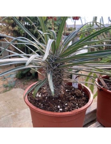 PACHYPODIUM geayi