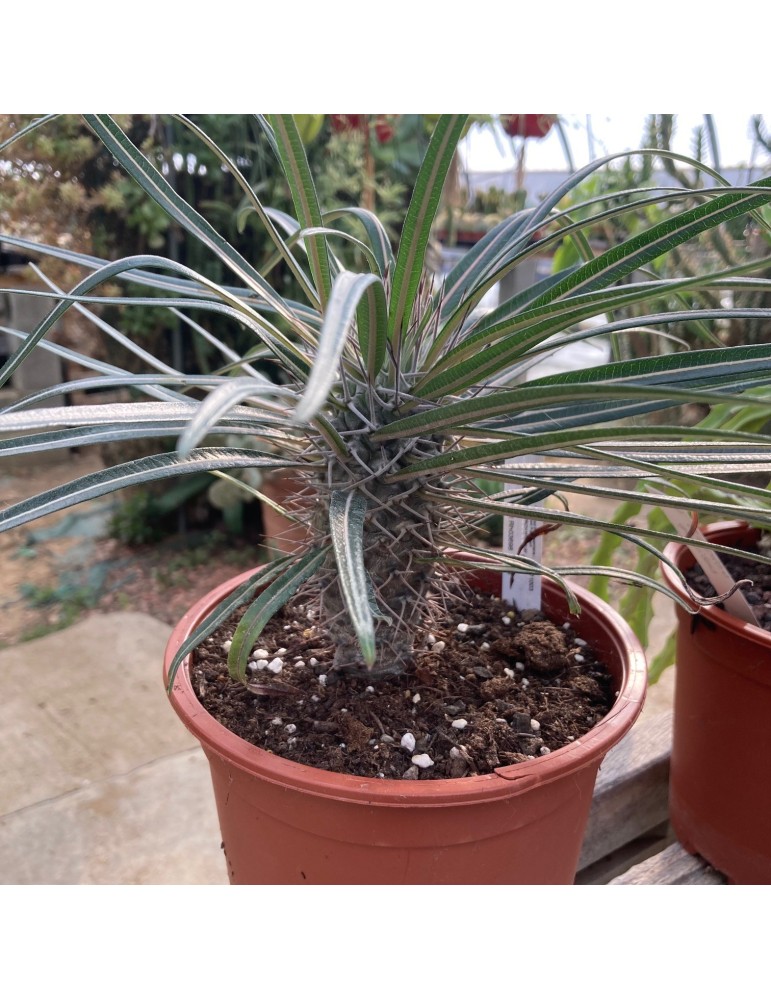 PACHYPODIUM geayi