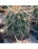 ECHINOCEREUS boyce-thompsonii