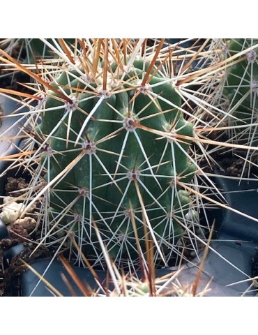 ECHINOCEREUS boyce-thompsonii