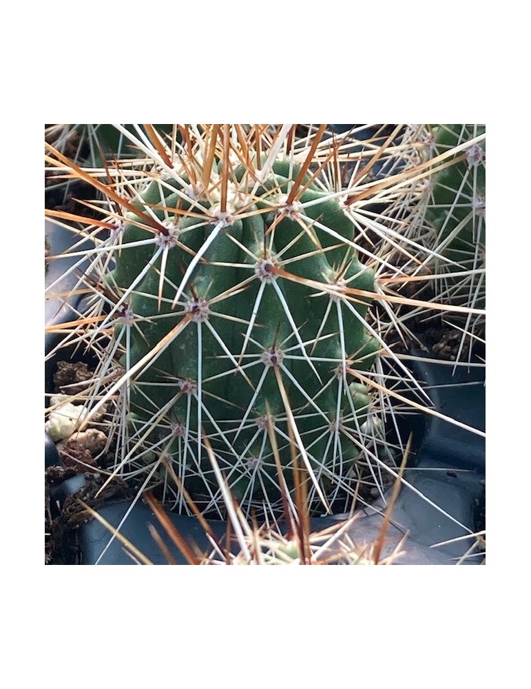 ECHINOCEREUS boyce-thompsonii