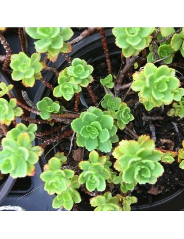 SEDUM immergrunchen