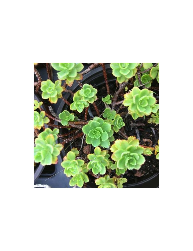 SEDUM immergrunchen