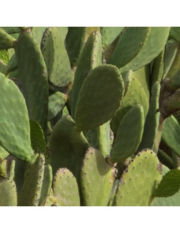 OPUNTIA ficus indica