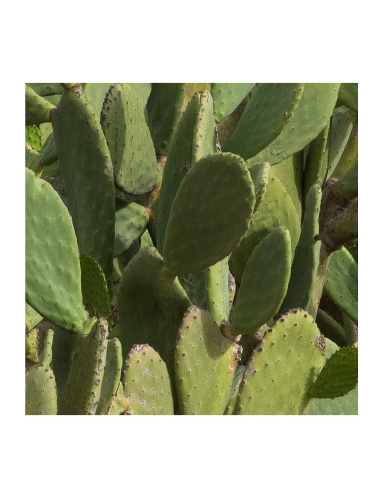 OPUNTIA ficus indica