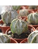 ASTROPHYTUM capricorne