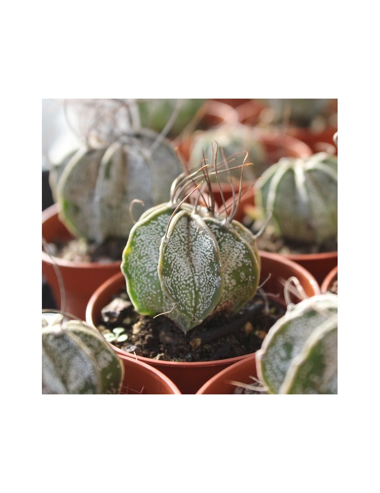 ASTROPHYTUM capricorne