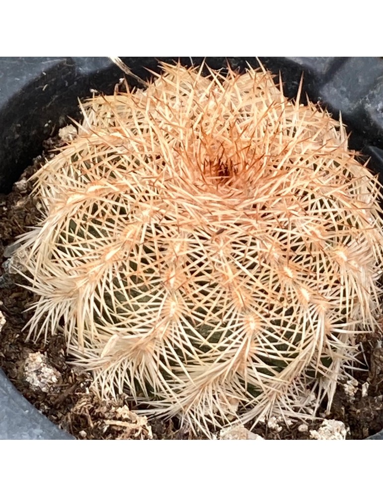 ECHINOCEREUS baileyi