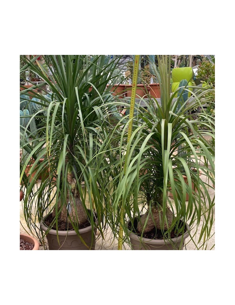 BEAUCARNEA guatemalensis