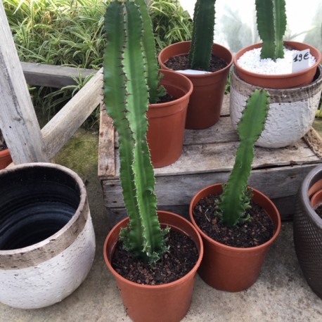 Pot 17 cm cactus, agave, euphorbe