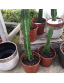 Pot 17 cm cactus, agave, euphorbe