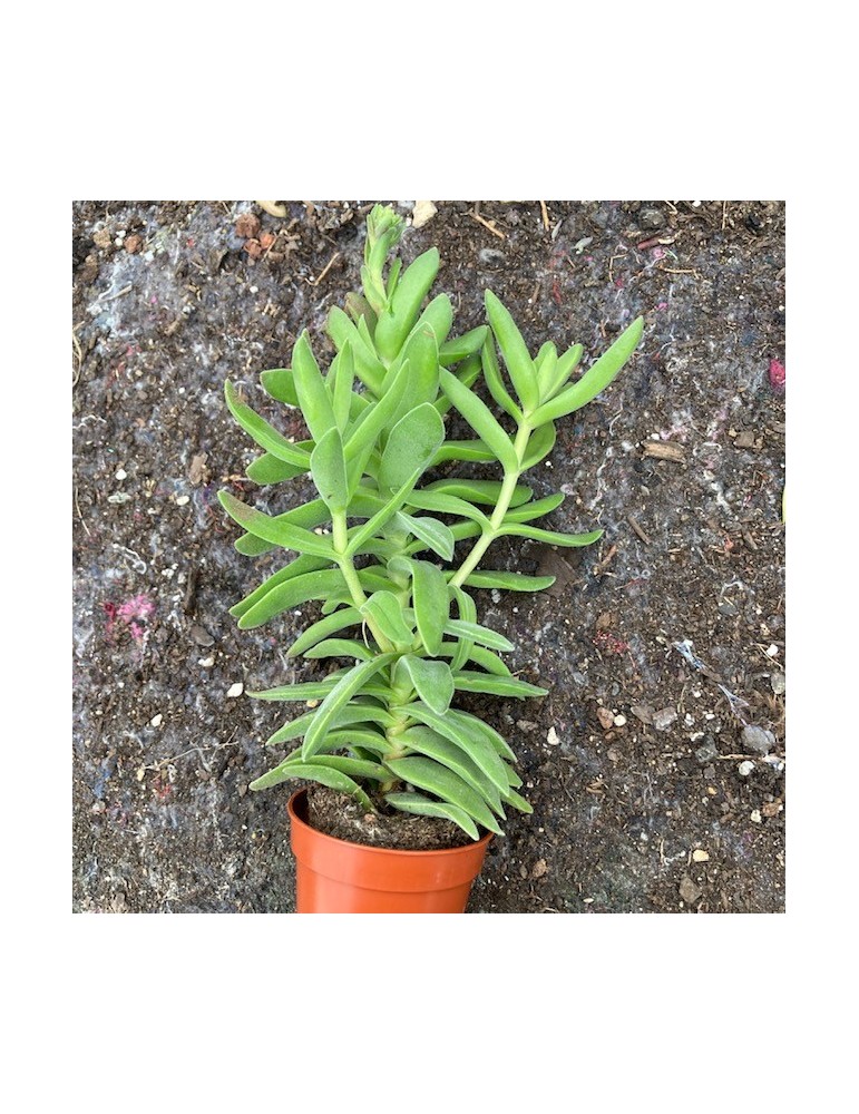 CRASSULA perfoliata v. heterotricha