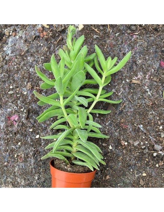 CRASSULA perfoliata v. heterotricha