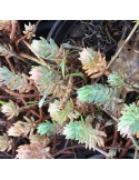 SEDUM reflexum