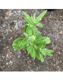 CRASSULA perfoliata v. heterotricha