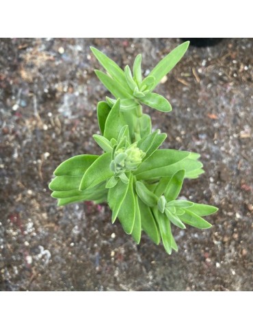 CRASSULA perfoliata v. heterotricha