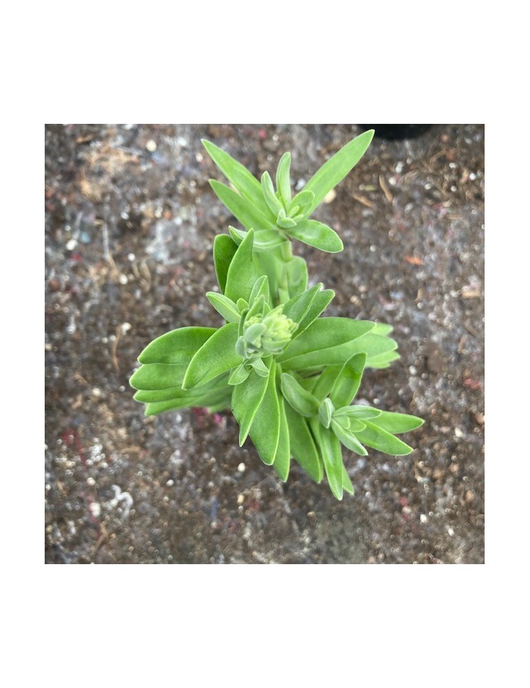 CRASSULA perfoliata v. heterotricha