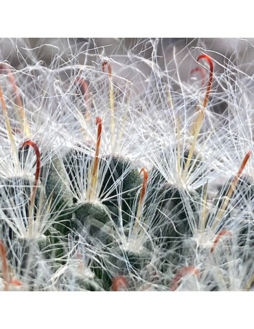 MAMMILLARIA bocasana