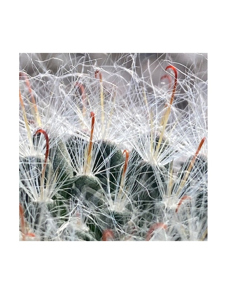 MAMMILLARIA bocasana