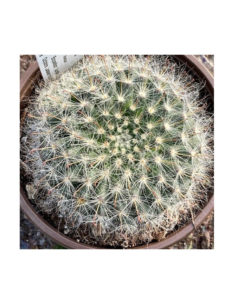 MAMMILLARIA bocasana