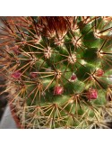 MAMMILLARIA ernestii v. rubrispina