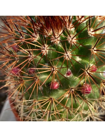 MAMMILLARIA ernestii v. rubrispina rubriflora