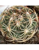 CORYPHANTHA cornifera