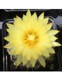 CORYPHANTHA cornifera