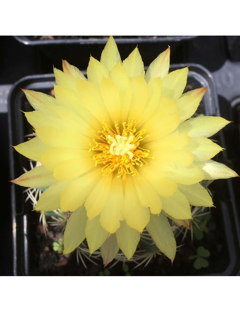 CORYPHANTHA cornifera