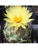 CORYPHANTHA cornifera