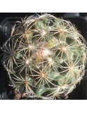 CORYPHANTHA cornifera