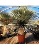 YUCCA rostrata X rigida stipe