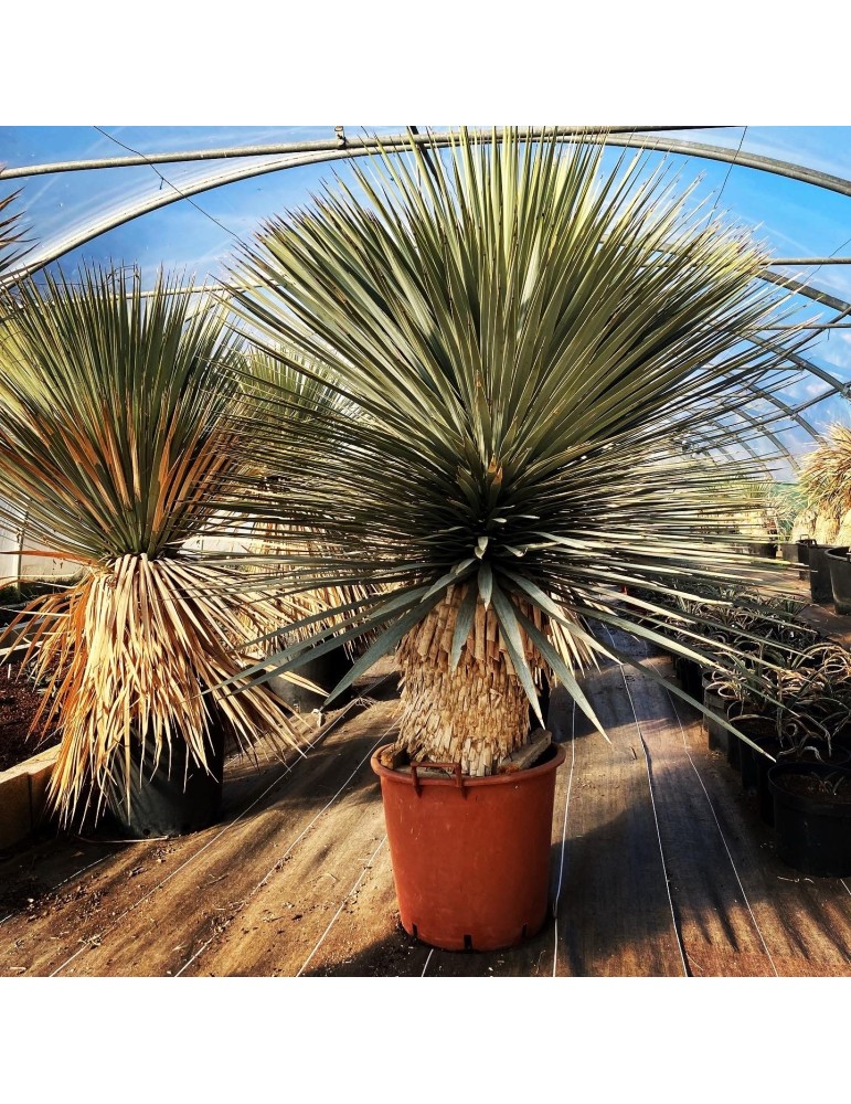 YUCCA rostrata X rigida stipe