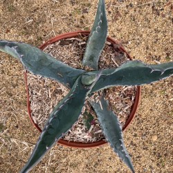 AGAVE sp