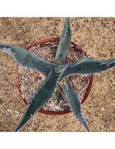 AGAVE sp