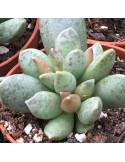 ADROMISCHUS shuldtianus v. juttae