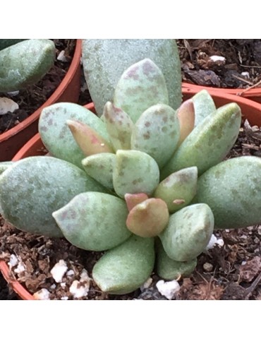 ADROMISCHUS schuldtianus v. juttae