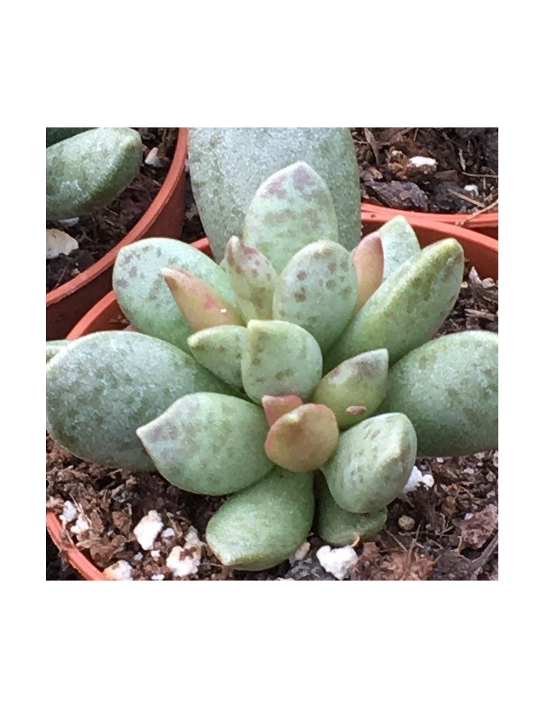 ADROMISCHUS shuldtianus v. juttae