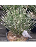 YUCCA filifera