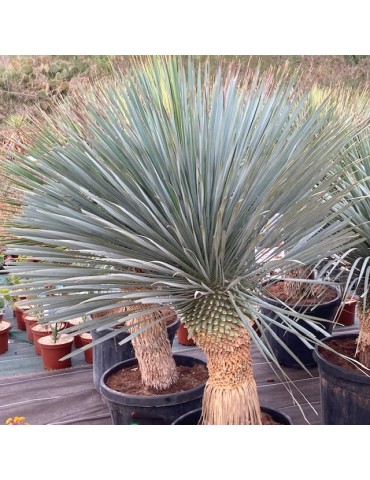 YUCCA rostrata Blue swan
