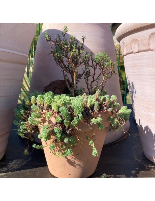 compo rustique Pot terre