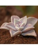 GRAPTOPETALUM paraguayensis