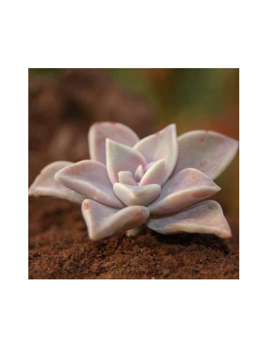 GRAPTOPETALUM paraguayensis