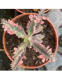 KALANCHOE Pink butterflies