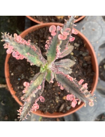 KALANCHOE Pink butterflies