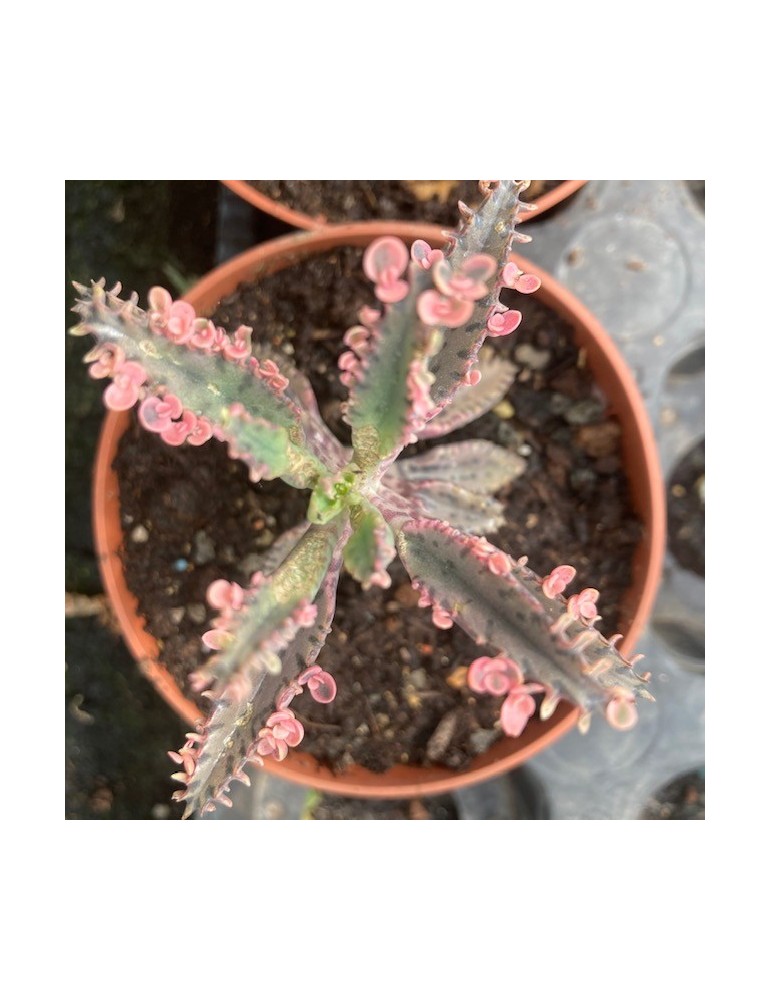 KALANCHOE Pink butterflies