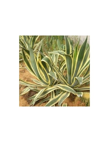 AGAVE americana v. variegata